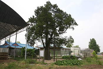 Yangnyeong-ri Juniper, Cheonan