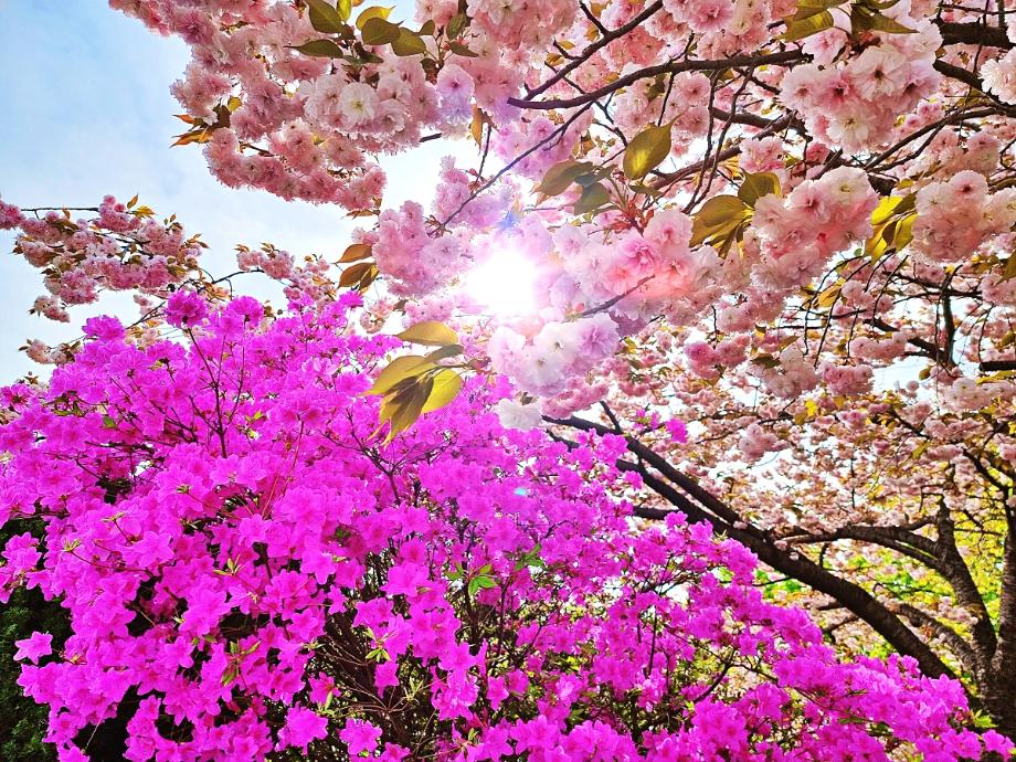 겹벚 아래 철쭉으로 더욱 풍성한 봄꽃의 향연이 펼쳐지는 각원사
